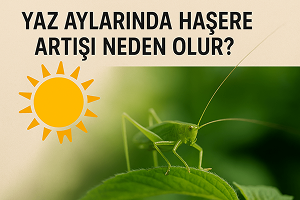 Yaz Aylarında Haşere Artışı Neden Olur?